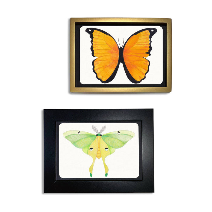 Coloring Postcards - Butterfly & Moth  (6 Designs/30 Cards)